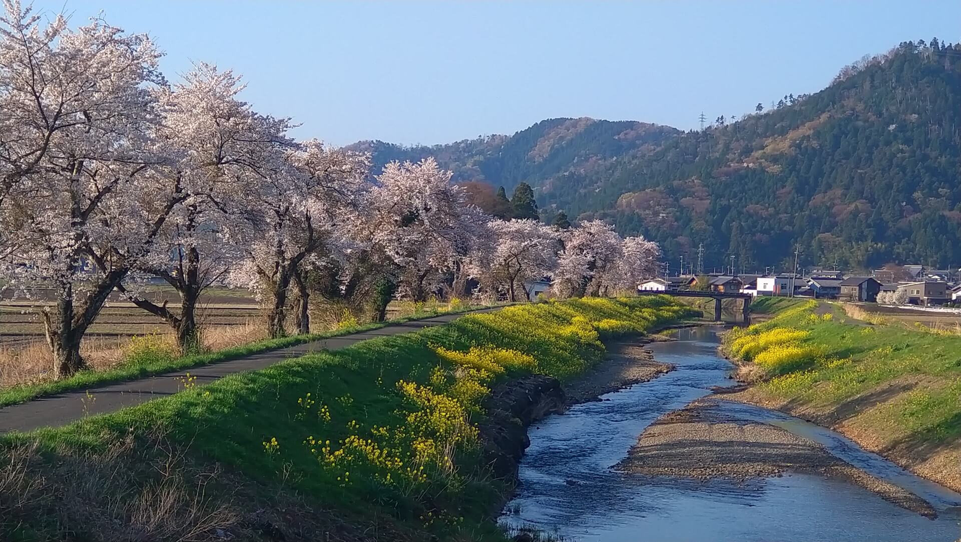 余呉川堤防桜並木の風景